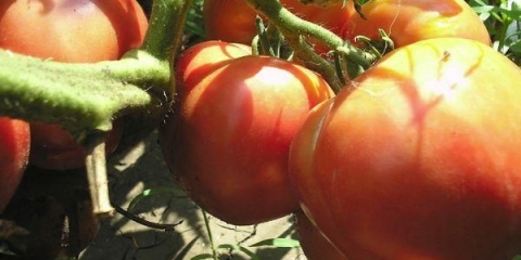 Paradajz moja ljubav: karakteristike i opis sorte